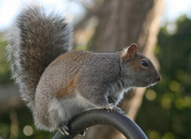 Eastern Gray Squirrel